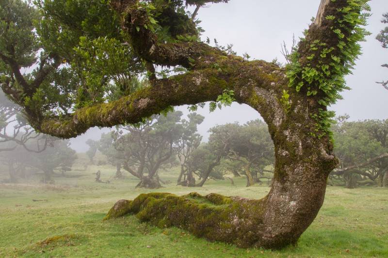 fôret de lauriers Madère, Portugal